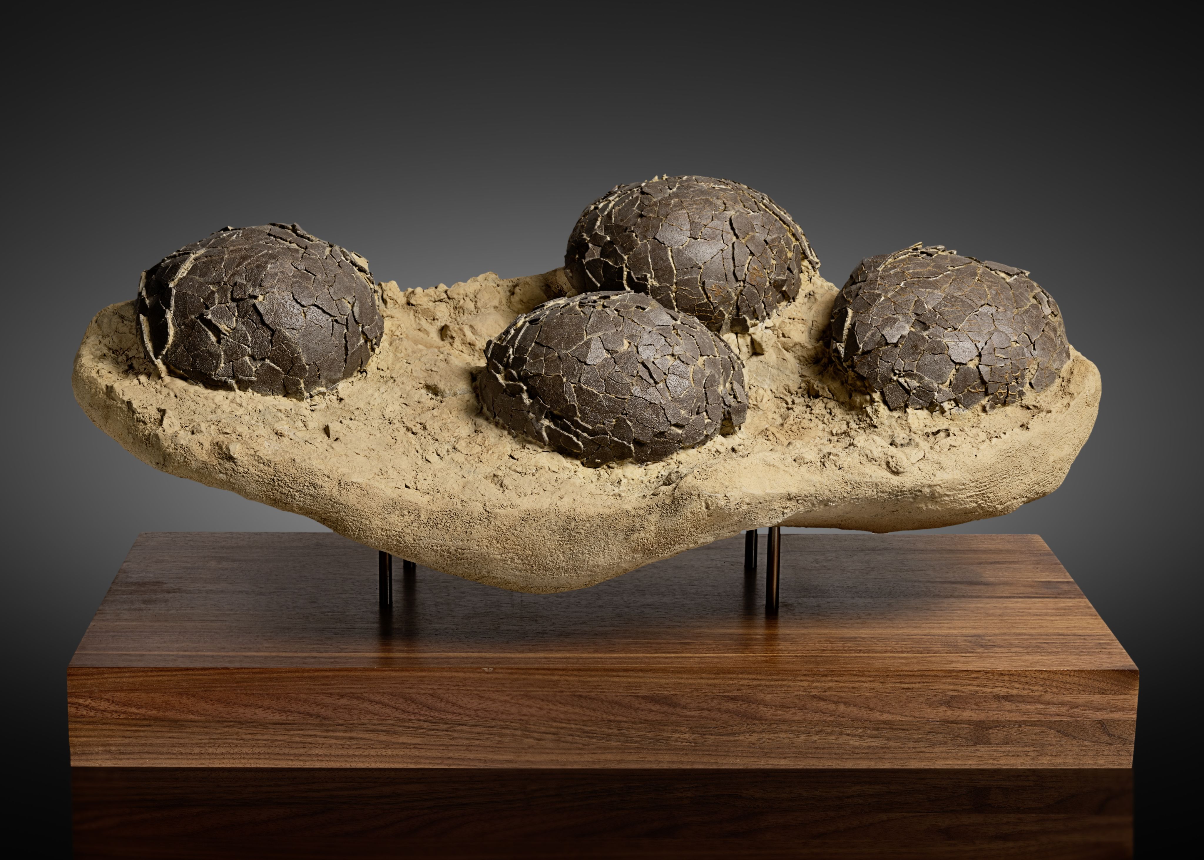 Bonhams : Collecting 101 | 5 choses à savoir sur les fossiles de dinosaures, image size:4096x2925